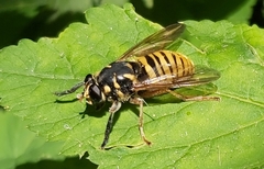 Temnostoma vespiforme