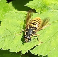 Temnostoma vespiforme