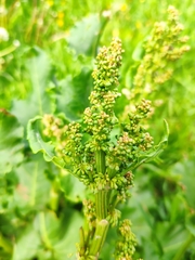 Rumex
