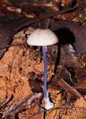 Entoloma albidocoeruleum