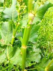 Rumex