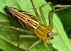 Oxyopes