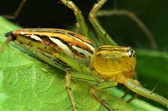 Oxyopes