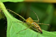 Oxyopes