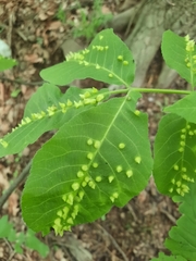 Phylloxera caryaefallax