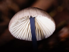 Entoloma albidocoeruleum