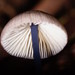 Entoloma albidocoeruleum - Photo (c) Reiner Richter, some rights reserved (CC BY-NC-SA), uploaded by Reiner Richter