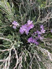 Limoniastrum monopetalum