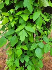 Toxicodendron radicans