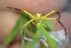 Thomisus onustus