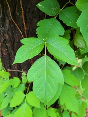 Toxicodendron radicans