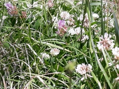 Trifolium repens