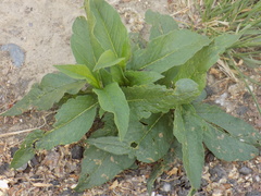 Koenigia alpina