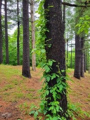 Toxicodendron radicans