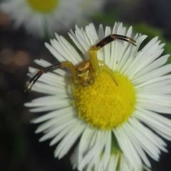Thomisus onustus