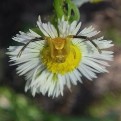Thomisus onustus