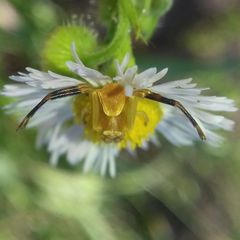 Thomisus onustus