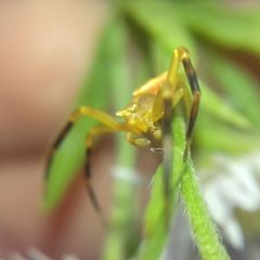 Thomisus onustus