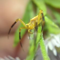 Thomisus onustus