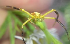 Thomisus onustus