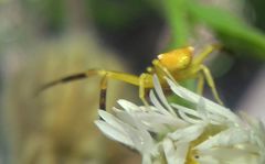 Thomisus onustus