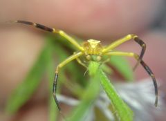 Thomisus onustus