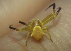 Thomisus onustus