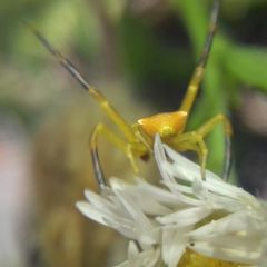 Thomisus onustus