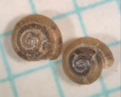 Punctum pygmaeum