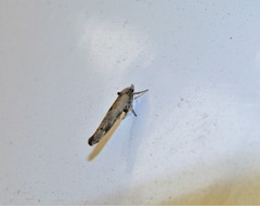 Zelleria oleastrella