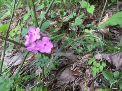 Phlox buckleyi