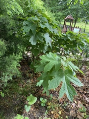 Hydrangea quercifolia