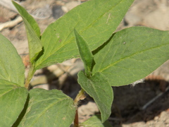 Koenigia alpina