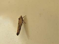 Zelleria oleastrella