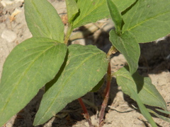 Koenigia alpina