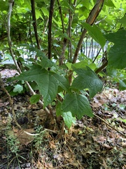 Hydrangea quercifolia