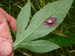 Bactericera antennata
