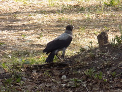 Corvus cornix