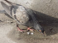 Columba livia