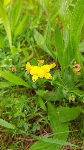 Paprastasis garždenis