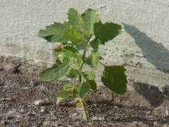 Chenopodium album