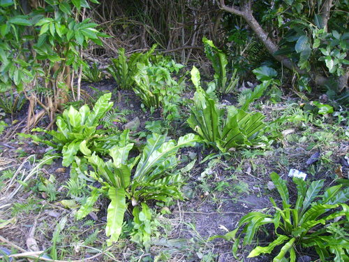 Asplenium setoi iNat (1)
