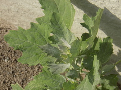 Chenopodium album
