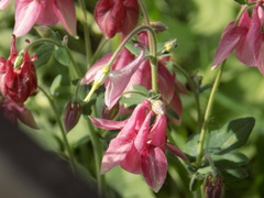 Aquilegia vulgaris