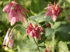 Aquilegia vulgaris