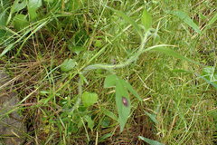 Bactericera antennata