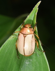 Mimela testaceoviridis
