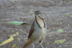 Cichladusa arquata