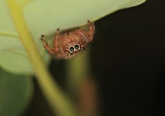 Thyene imperialis
