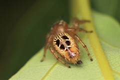 Thyene imperialis